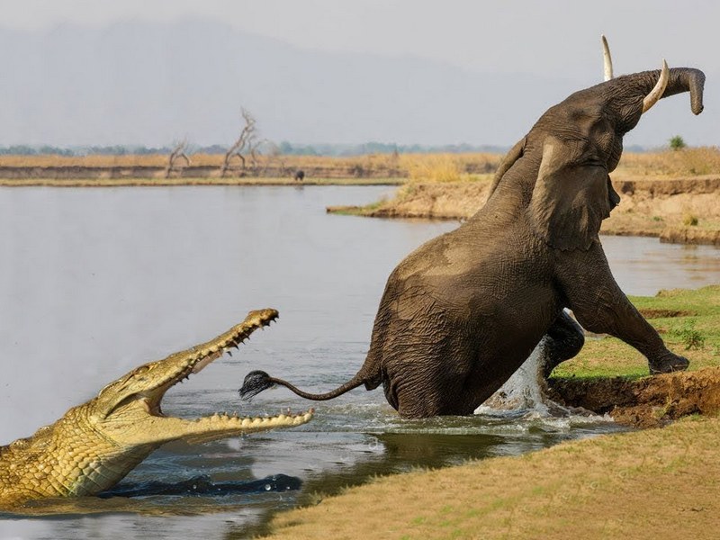 Крокодил напал на слона
